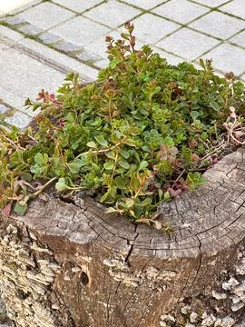 An unusual flower bed made of an old stump with green succulent Stock Photos