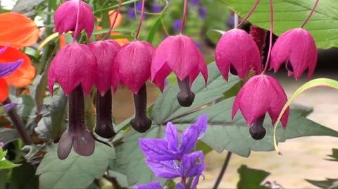Unusual flowers Stock Footage 1159842
