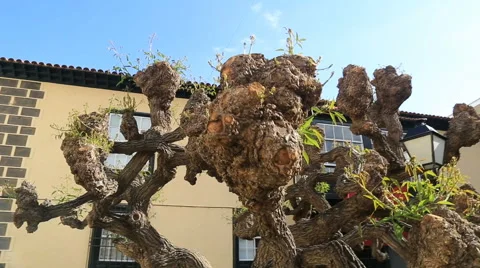 Unusual form tree in Puerto de la Cruz, Tenerife, Canary islands, Spain. Stock Footage 67649417