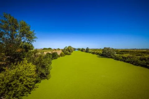 Unusual green algae texture in river Stock Photos