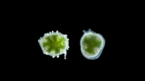An unusual green organism under a microscope. Species not determined. Specimen Stock Footage 259624853