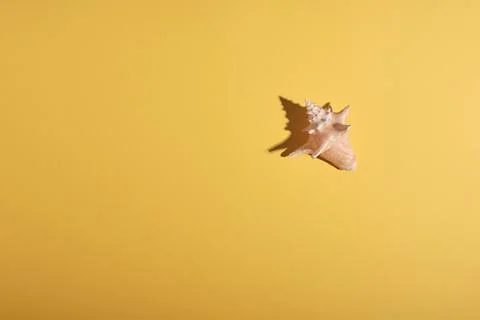 An unusual large complex shell on a sunny yellow surface in bright sunlight w 写真素材