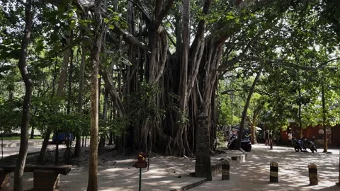 An unusual large tree in india, the roots of a large tree in the tropics Stock Footage 219117928