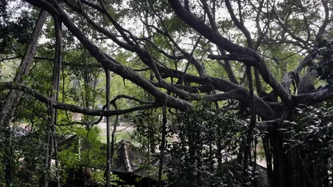 An unusual large tree in india, the roots of a large tree in the tropics Stock Footage 219120985