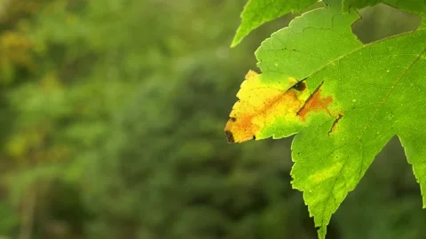 Unusual Leaf that has a face on it closeup with blur background Stock Footage 140886777