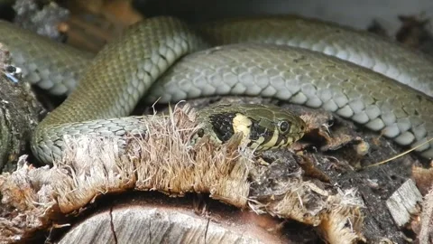 The unusual life of snakes. Stock Footage 153105774