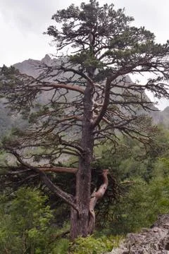 Unusual lonely magic pine grows in the Caucasus Mountains Stock Photos