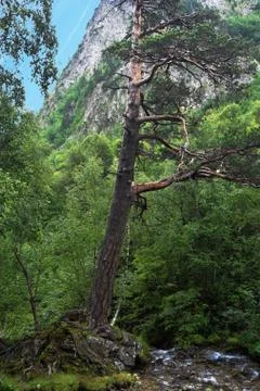 Unusual lonely magic pine grows in the Caucasus Mountains Stock Photos