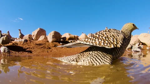 Unusual low angle view of birds coming in to drink at a waterhole, Namib Desert Stock Footage 155383497