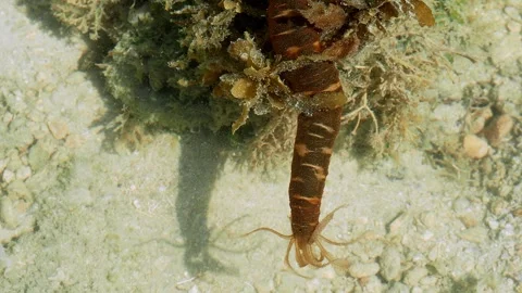 Unusual Marine Worm Exploring Sandy Bottom in Tropical Tide Pool Video stock 337157559