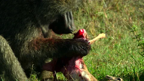 An unusual meal Stock Footage 201936717