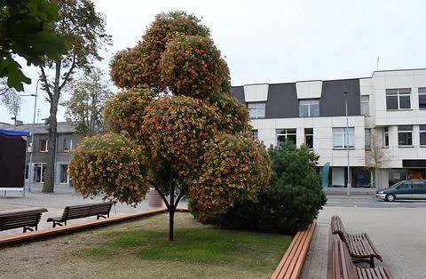 Unusual multi-level flowerbed in the shape of a tree. Stock Photos