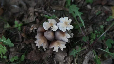 Unusual Mushroom on the ground. Vidéo 67222014