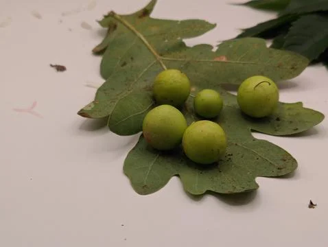 Unusual oak leaf Foto stock