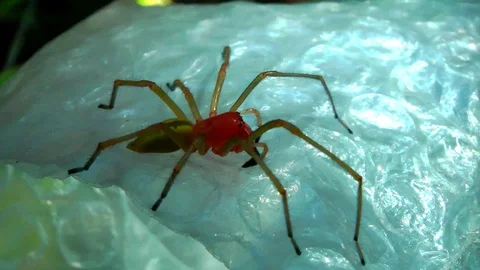 Unusual orange spider. Vidéo 93049328