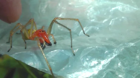 Unusual orange spider. Vidéo 93049329