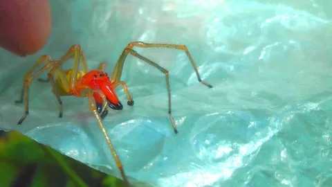 Unusual orange spider. Vidéo 94854504