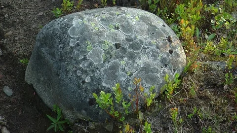 An unusual oval stone with beautiful patterns of lichen. Stock Footage 74379357