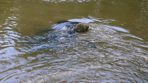 Unusual patterns on the surface of the water. Video stock 113723811