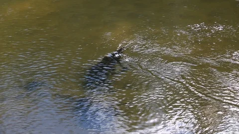 Unusual patterns on the surface of the water. Video stock 113723848