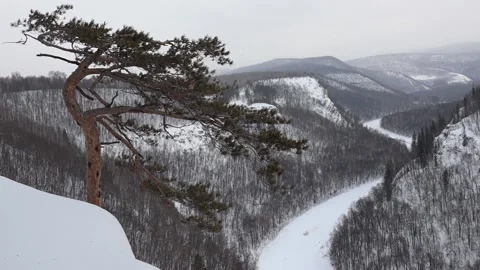 An unusual pine tree 스톡 동영상 166905333