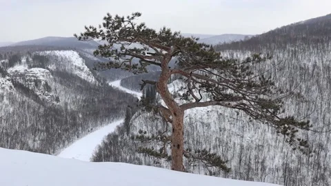 An unusual pine tree 스톡 동영상 166905337