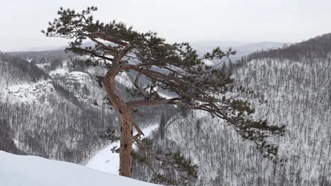 An unusual pine tree 스톡 동영상 166905344