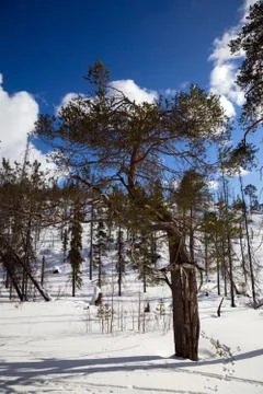 An unusual pine tree in winter forest Stock Photos