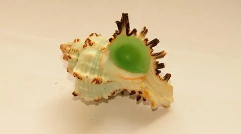 An unusual seashell Stock Photos