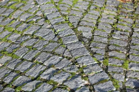 The unusual shape of the cobbles in three branches Fotos de archivo