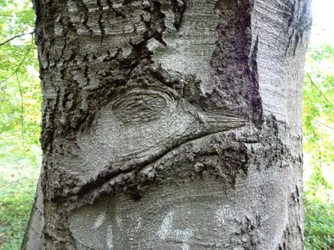 Unusual shape of duck on tree trunk Stock Photos