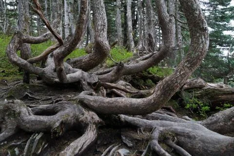 Unusual shape or tree trunks at Mount Roberts, Alaska, close up. Stock Photos