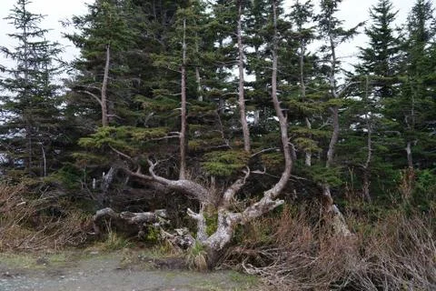 Unusual shape or tree trunks at Mount Roberts, Alaska. Stock Photos