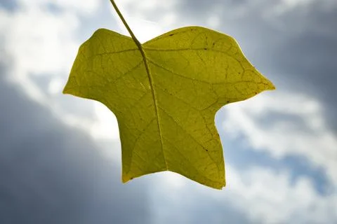 Unusual shape of a tulip tree leaf. Liriodendron leaf Stock Photos