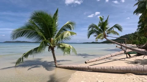 Unusual shaped palm trees lying on beach shore with islands in Philippines Stock Footage 339976507