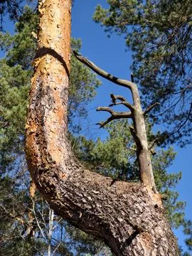 Unusual shaped tree with bent branches adds artistic touch to serene pine f.. Stock Photos