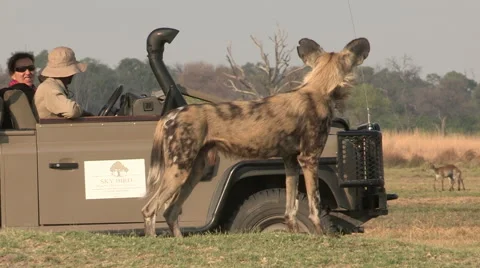Unusual shot of wild dog using tourist safari vehicle for cover while hunting Stock Footage 46374754