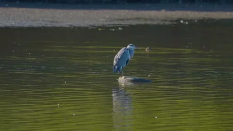 The unusual sight of a grey heron resting in a rubber tire adds contrast to the Stock-Footage 346503586