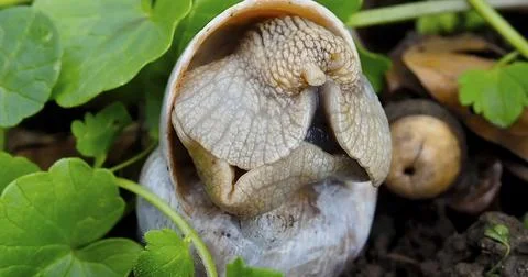 Unusual snail shell found in a forest during early morning hours among green pla Stock Photos