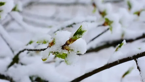 Unusual spring Stock Footage 128798977