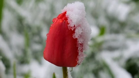 Unusual spring Stock Footage 130369843