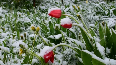 Unusual spring, tulips Stock Footage 130369316