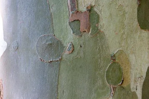 The unusual structure of the green bark of the tree Stock Photos