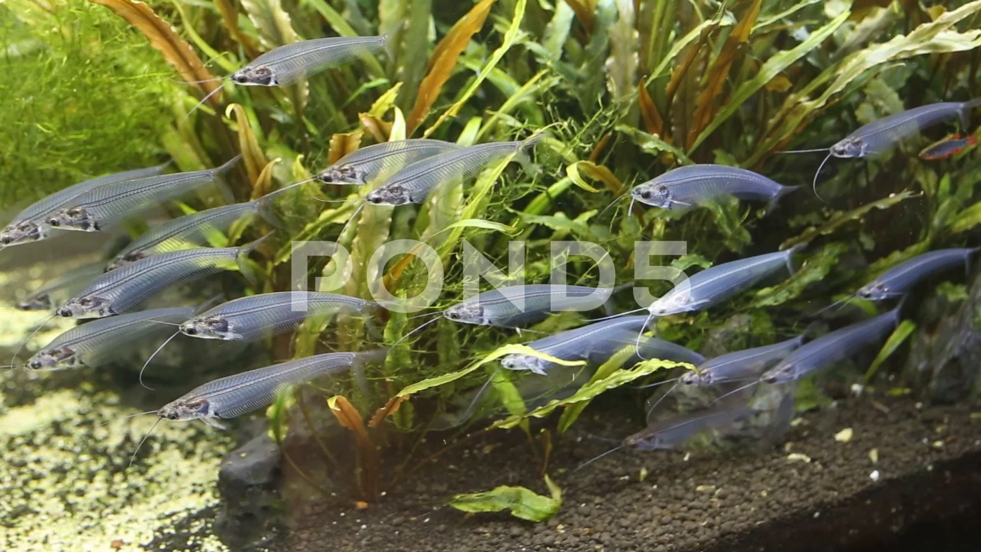 Glass Catfish Kryptopterus Bicirrhis Transparent Fish Adults Stock