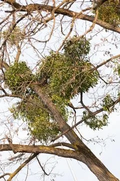 Unusual tree branches Stock Photos