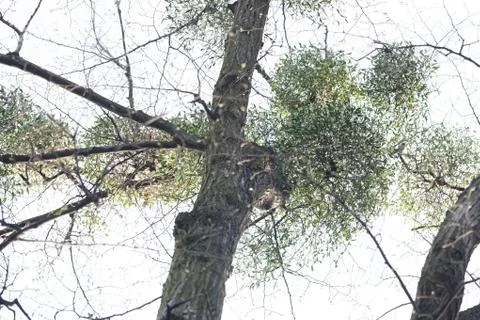Unusual tree branches Stock Photos