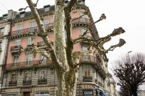 Unusual tree branches. 库存照片