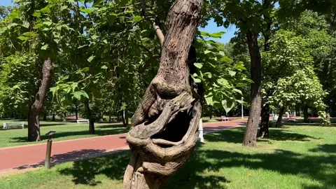 Unusual tree with holes in the trunk Stock Footage 248682793