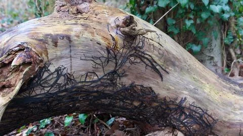 Unusual tree log in winter with plant roots attached with ivy in background Stock Photos
