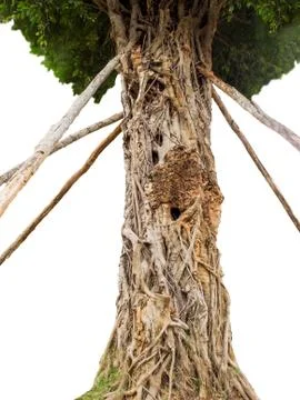 Unusual tree Stock Photos